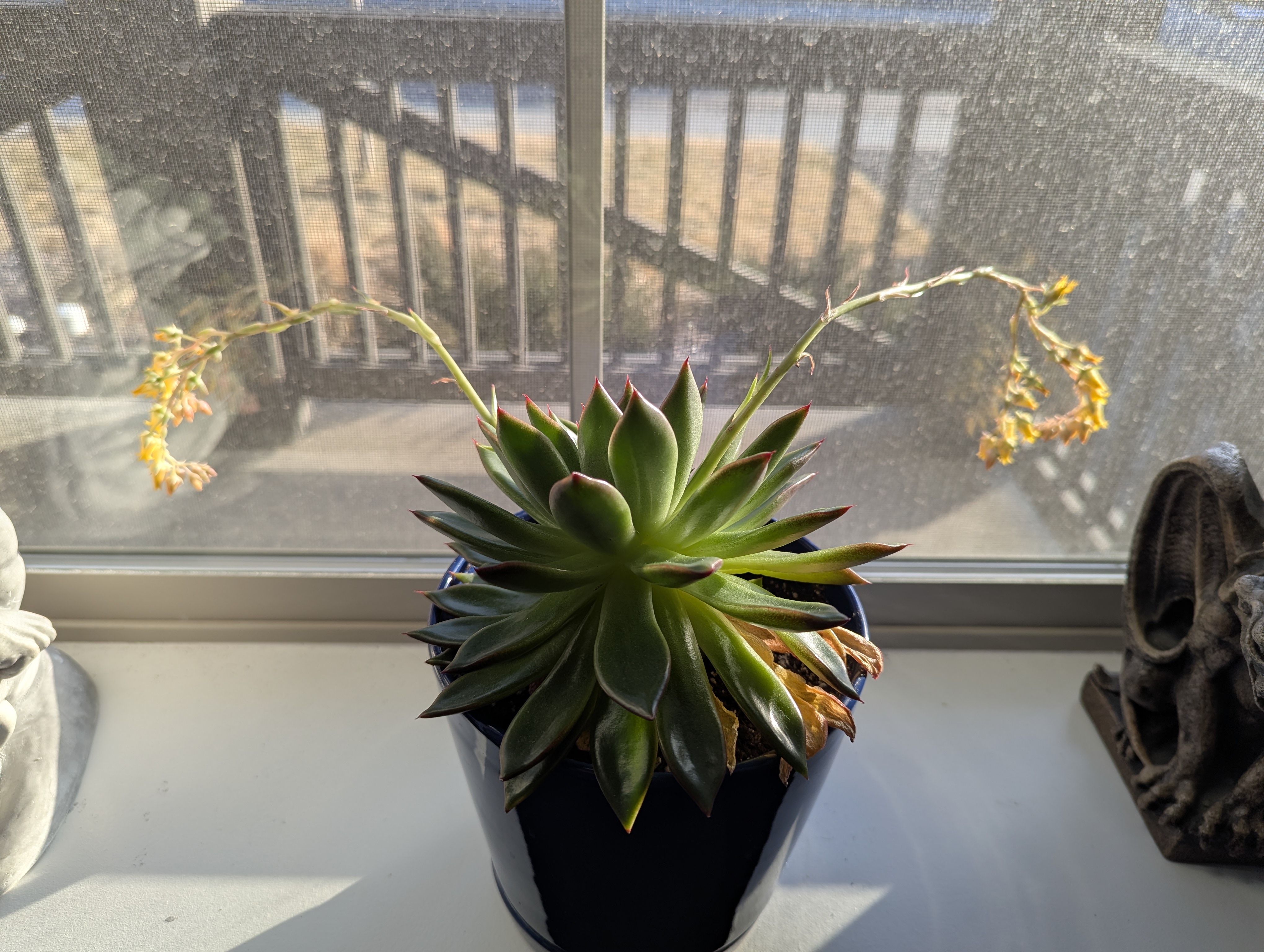 Agave Flower, Morrison Colorado